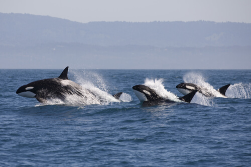 Así es como los delfines saben cuándo están las orcas de caza