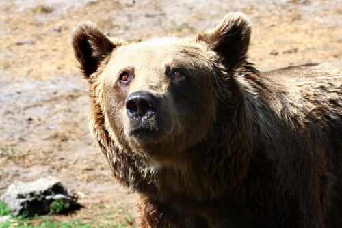 Oso de Gobi