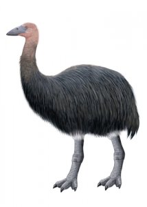 Pájaro elefante, un ave extinta de Madagascar