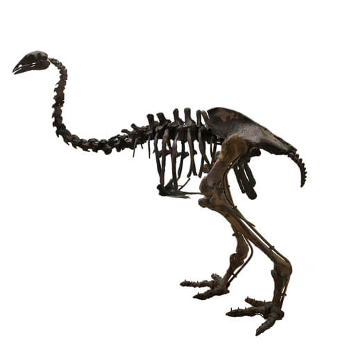 Pájaro elefante de Magadascar