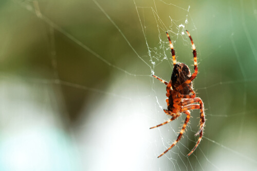 Papel de las arañas en el ecosistema