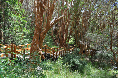 Parque nacional Los Arrayanes
