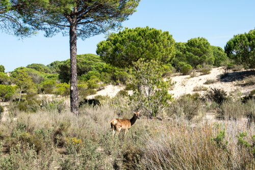 Parque nacional y natural de Doñana