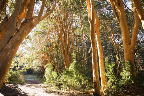 Parques nacionales de Argentina: parque nacional Los Arrayanes
