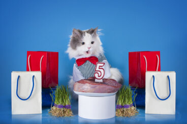 Un pastel de carne para tu gato