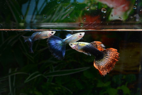 Peces guppy: alevines