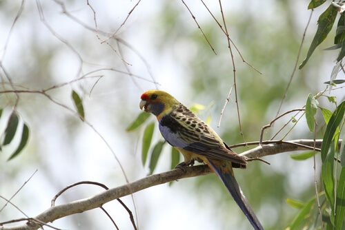 Perico de Tasmania