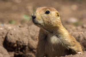 Características del perrito de la pradera