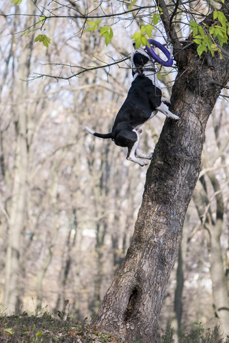 Perro escala árbol