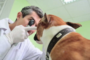 ¿Cómo puedes saber si tu perro no ve bien?