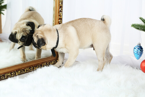 Perro se mira al espejo
