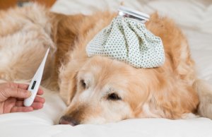 ¿Cómo saber si un perro tiene calentura y cómo tratarla?