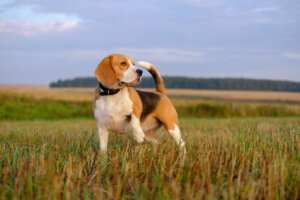 5 razas de perros rastreadores