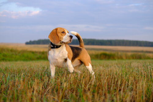 Perros rastreadores: beagle