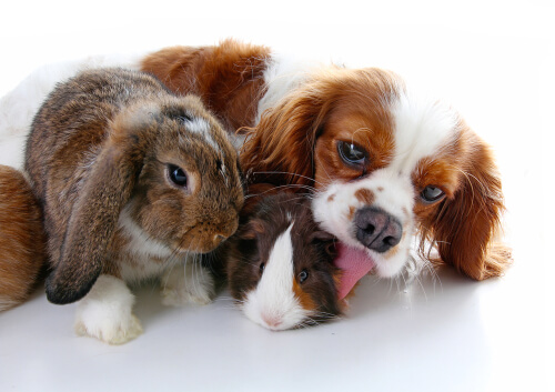 Perros y conejos pueden convivir juntos
