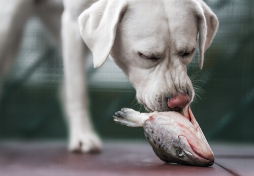 Pescado para perros