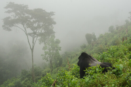 La población de gorila de montaña llega a los 1 000 ejemplares