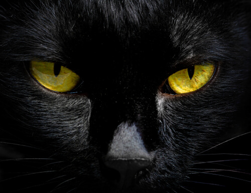 ¿Por qué brillan en la oscuridad los ojos de los gatos?