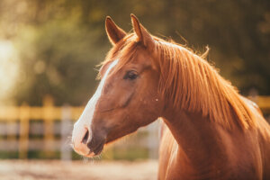 ¿Por qué está triste tu caballo?