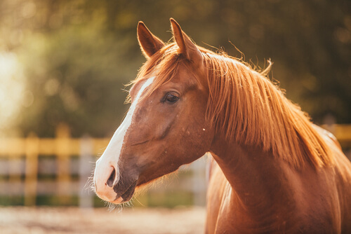 Por qué está triste tu caballo