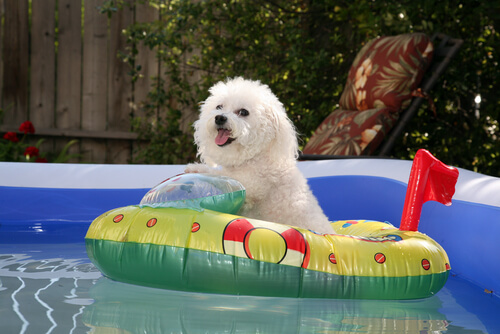 Prepara a tu perro para el verano Prepara a tu perro para el verano