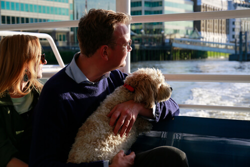 Pueden viajar perros en barco