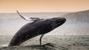 ¿Qué ballena es la de mayor tamaño?