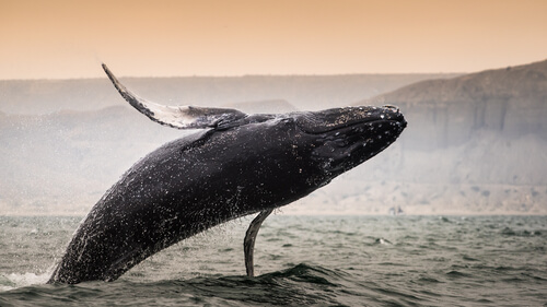 ¿Qué ballena es la de mayor tamaño?