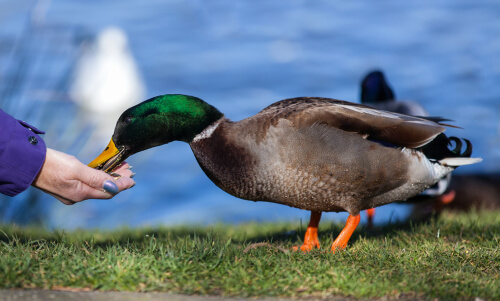 Qué come un pato doméstico