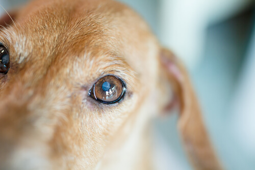 Ojos blancos en los perros: causas y tratamiento
