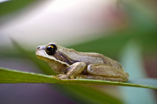 Rana arbórea de Tasmania