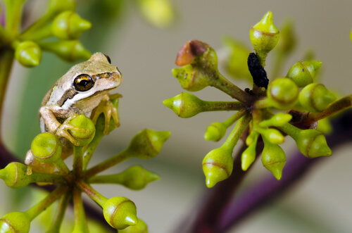 Rana marrón arbórea de Tasmania