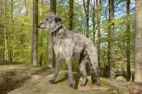 Razas de galgo: escocés