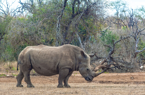 Rinoceronte blanco africano