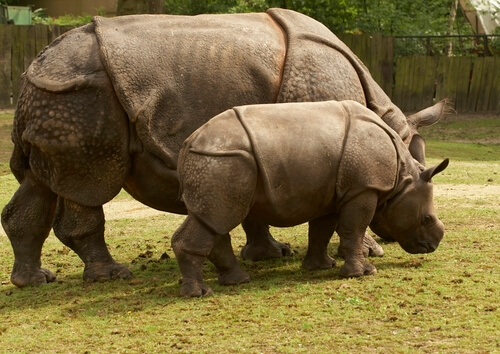 Rinoceronte de Java: dónde vive