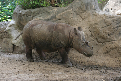 Rinoceronte de Sumatra: características