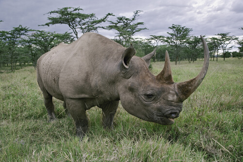 Rinoceronte negro: hábitat