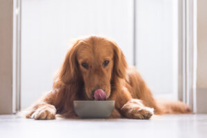 Rutinas que no pueden faltar en la vida de tu perro