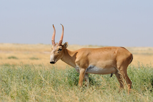 Saiga tatarica: características