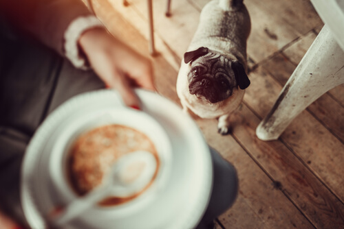 Se le puede dar sopa a un perro