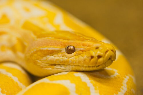 Serpiente amarilla de Feng Shui