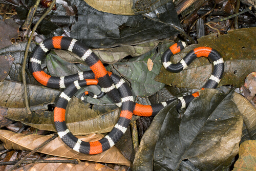 Serpiente de coral amazónica