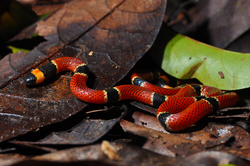 Serpiente de coral centroamericana