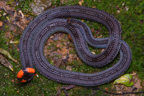 Serpiente de coral malaya azul