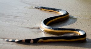 5 serpientes marinas
