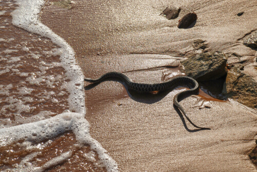 Serpiente marina de cabeza negra