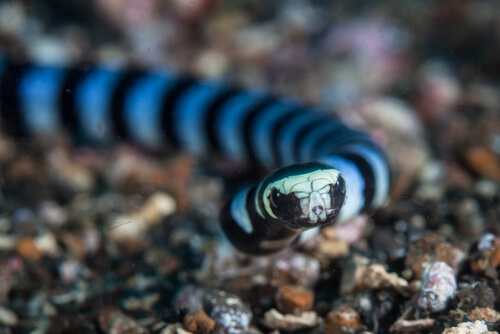Serpiente marina de hocico ancho