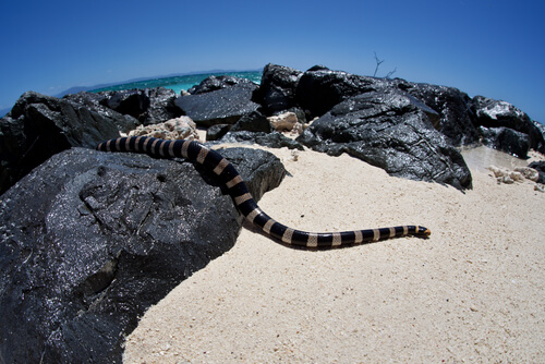 Serpiente marina de labios azules