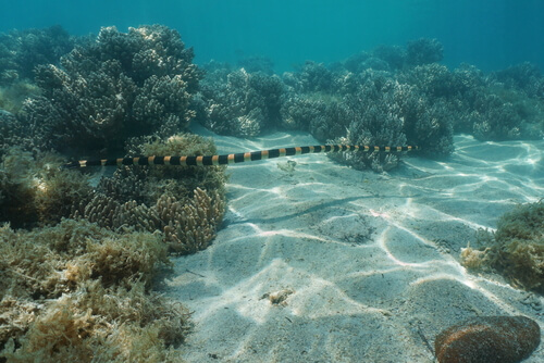 Serpiente marina de Nueva Caledonia