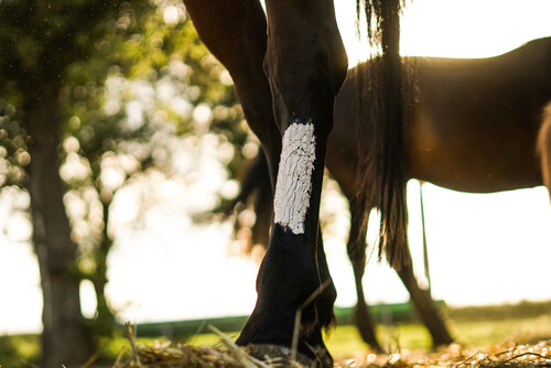 Signos clínicos de tétanos en caballos